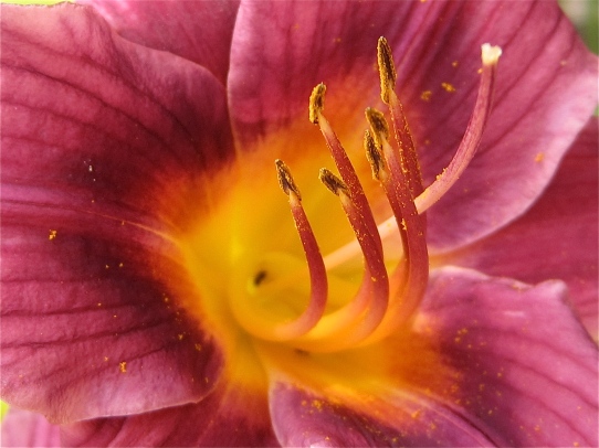 Day lily flower