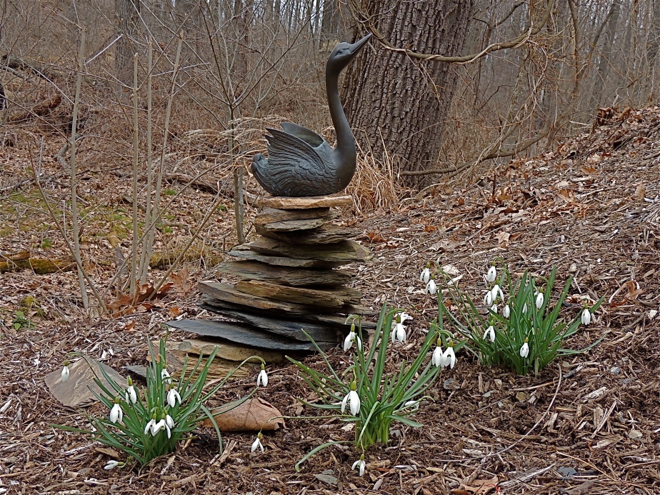 Snowdrops and bronze swan