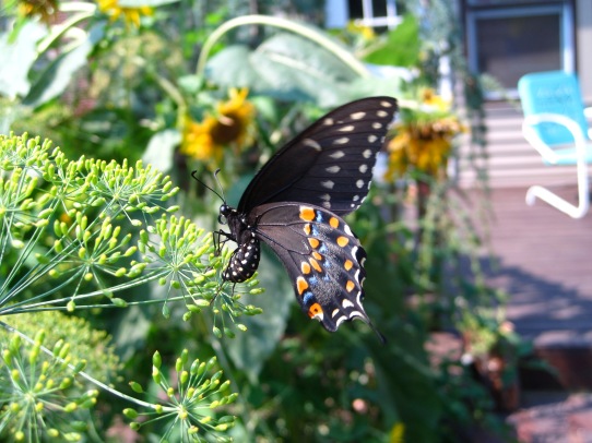 Black Swallowtail Butterfly laying egg on Dill plant
