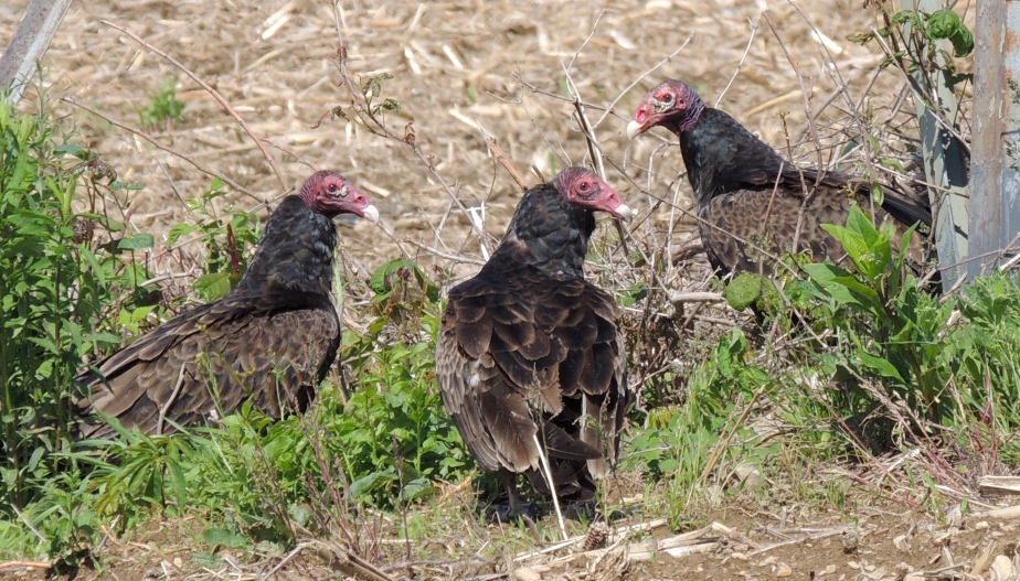 Trio of Turkey Vultures