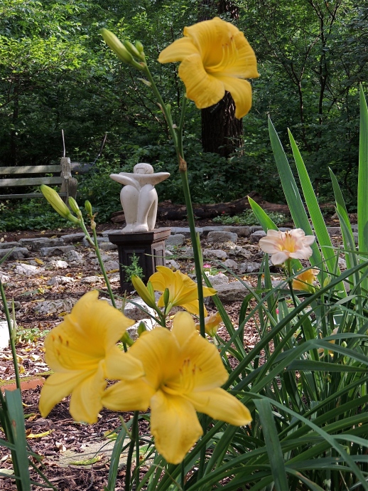 Daylilies by the labyrinth