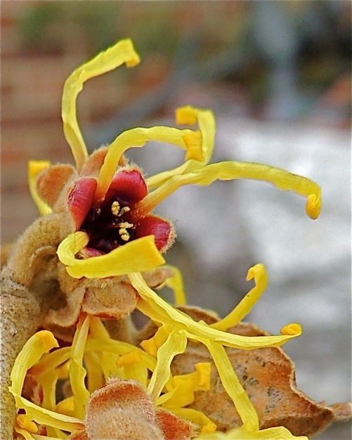 Close-up Witch hazel blossom flower