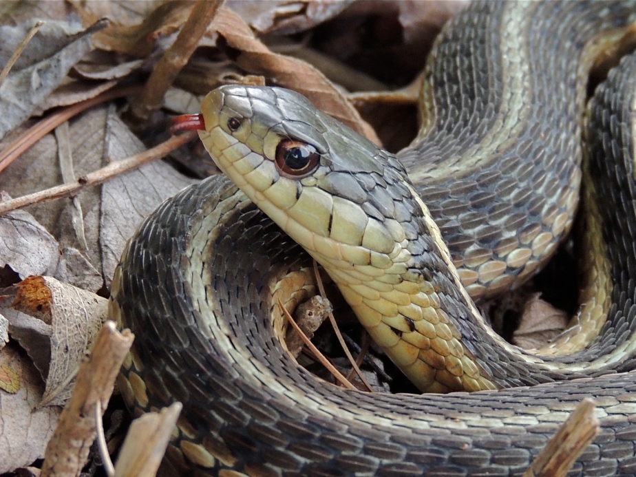 Common Garter Snake 3