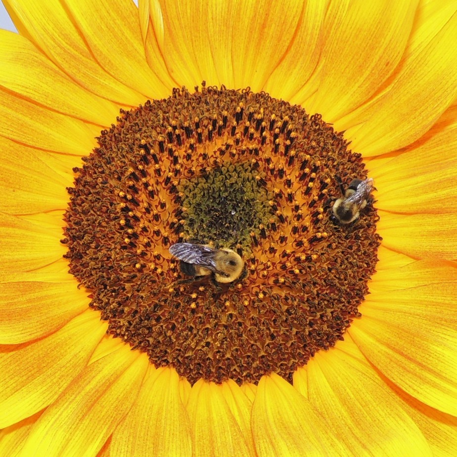 Sunflower and bees 2