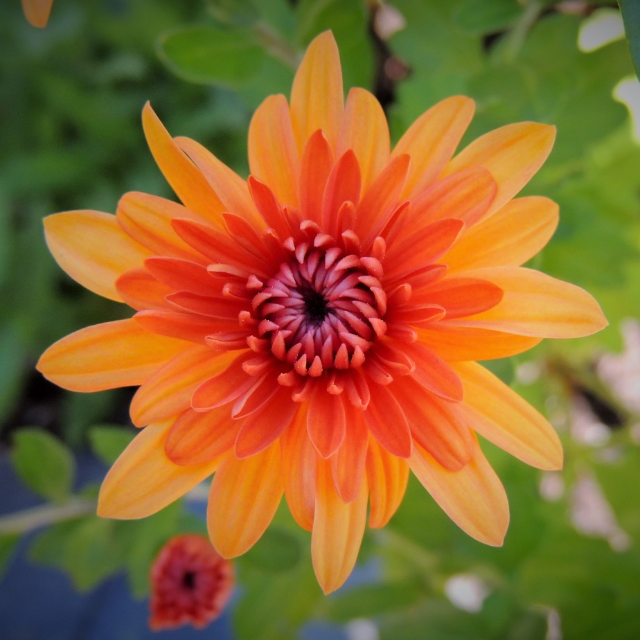 Chrysanthemum – Autumn’s Smile
