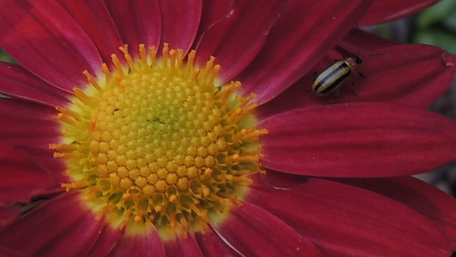 Stripped cucumber beetle on rays of red Daisy mum