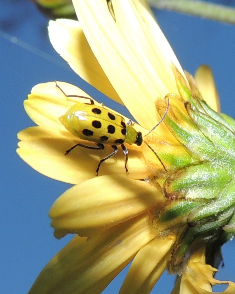 Spottted cucumber beetle on underside of Daisy mum