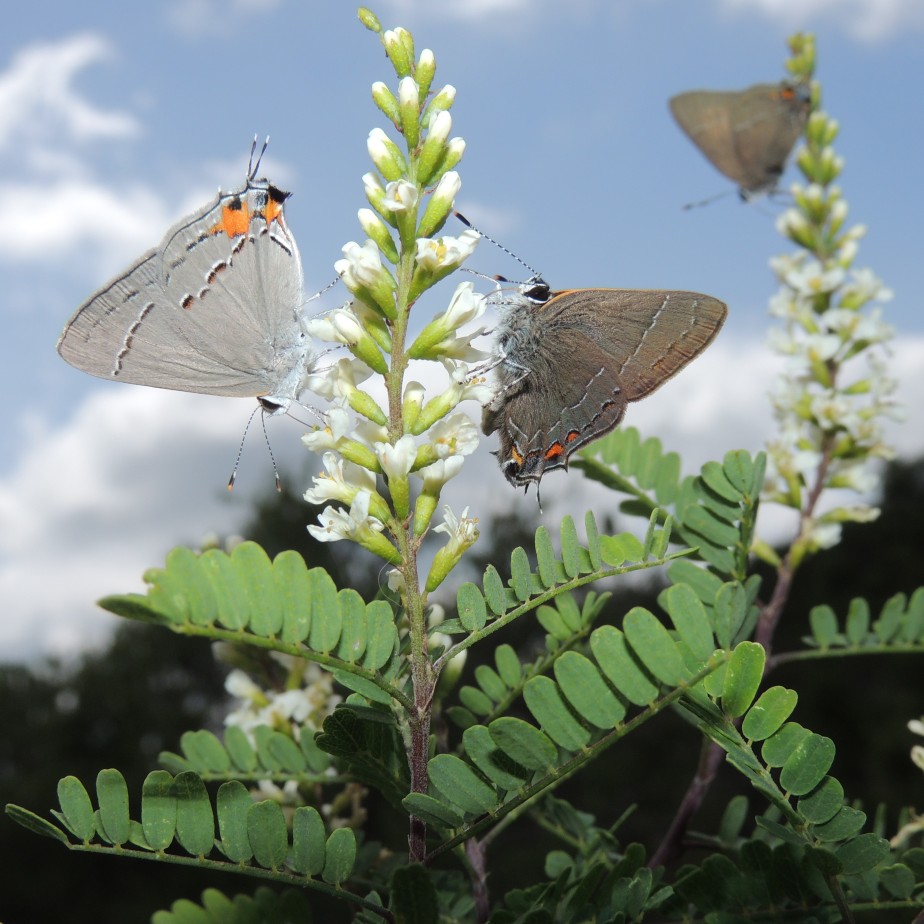 Butterflies at Pedernalas State Park Texas