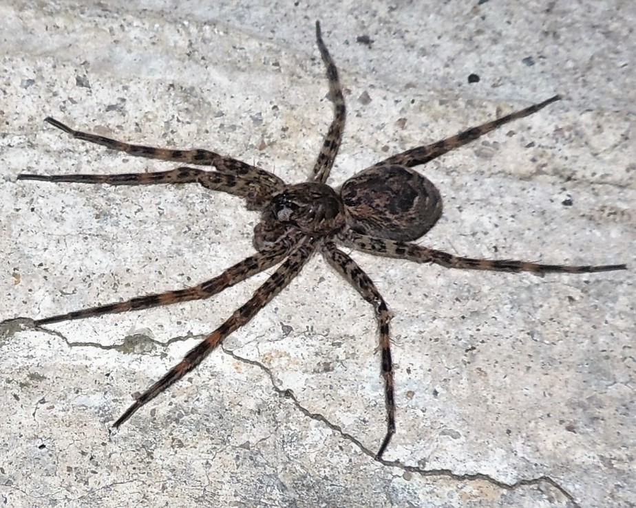 Brownish-gray Fishing Spider