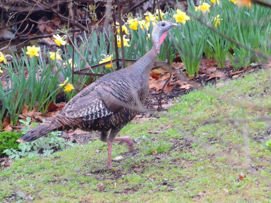 Wild Turkey in lower gardens April 2018