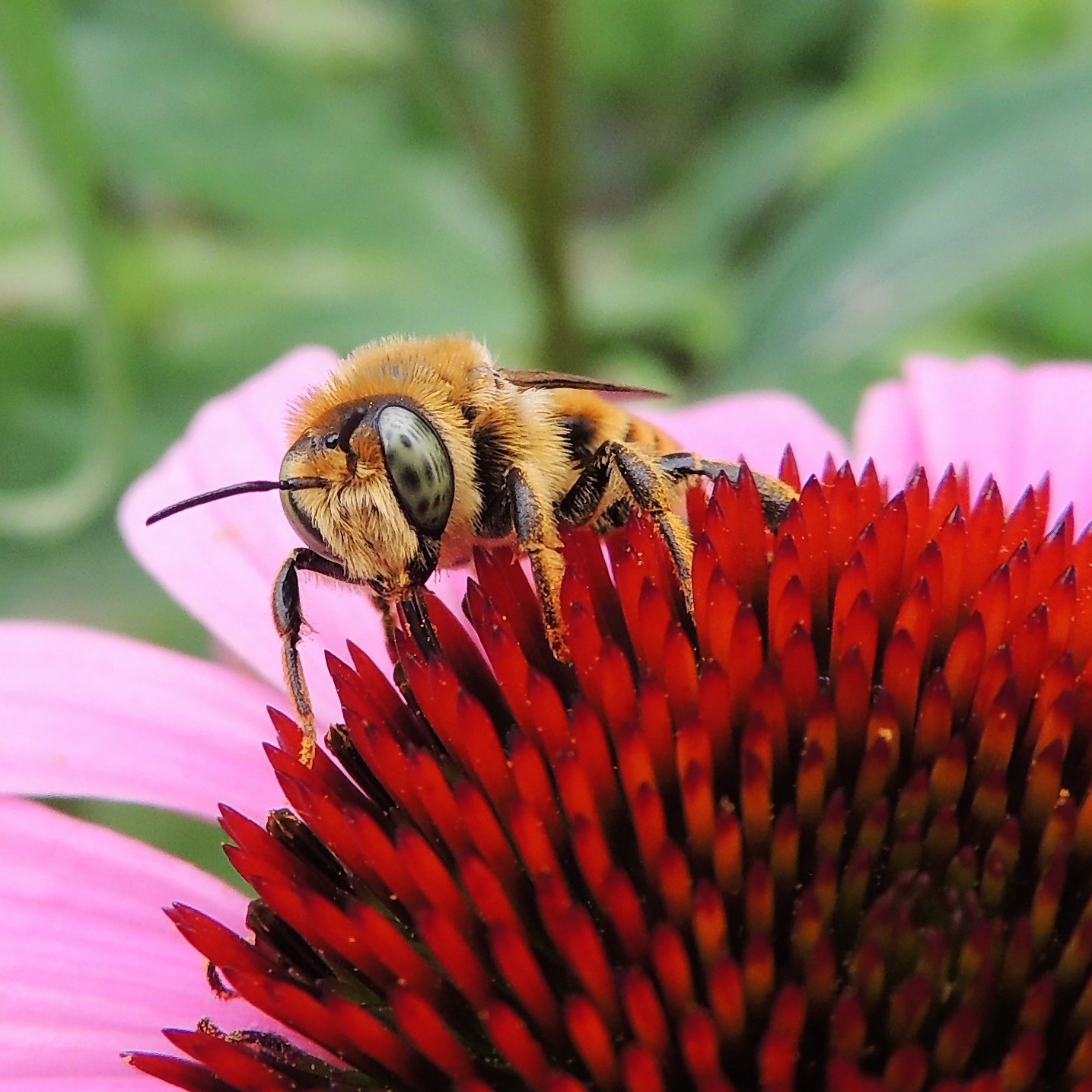 Pennsylvania native bee on Echinacea flower