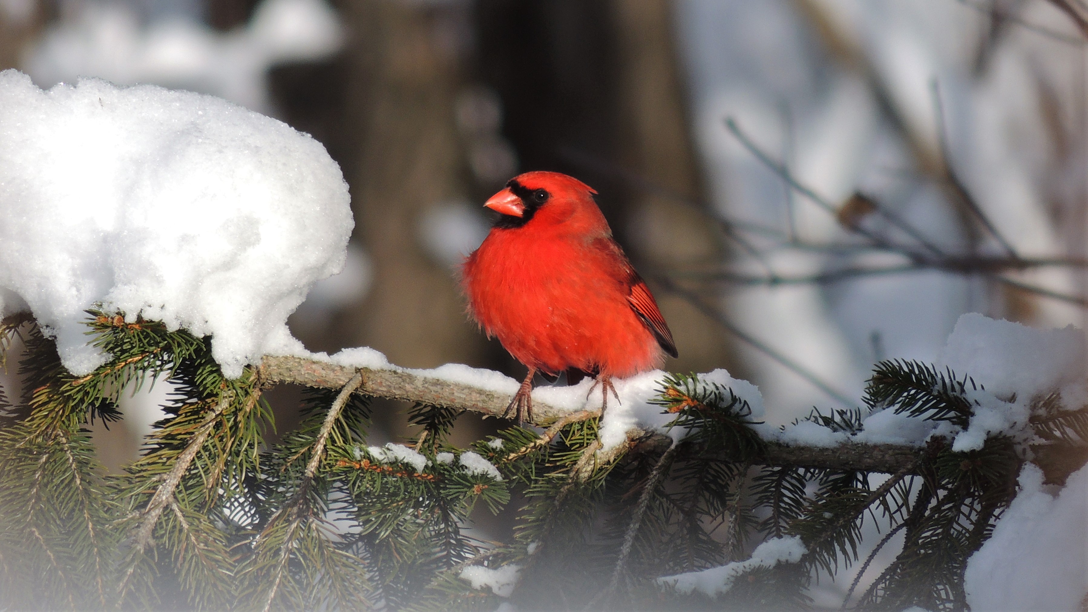 MARCH 22, 2018 Male cardinal on Norway pine