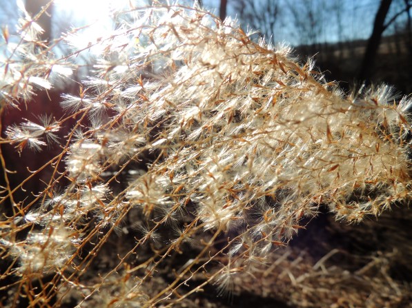 Sun shining through Maiden grass - Miscanthus