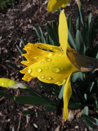 Daffodil after the rain
