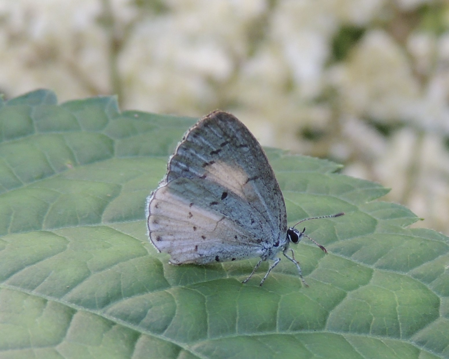 Spring Azure butterfly